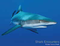 Shark Encounters