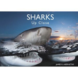 Sharks Up Close