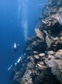 Albatross Passage