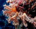 Albatross Passage