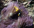 Lissenung House Reef