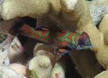 Tawali house reef