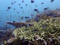 Barracuda Point