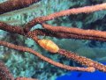 Flamingo tongue