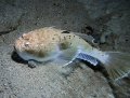 Tawali house reef
