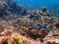 Lissenung house reef