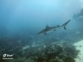 Grey reef shark, AshoÃ¢ï¿½ï¿½s Bommie