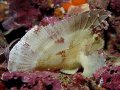 Tawali house reef