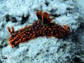 Nembrotha, Coral Bay