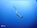 Olive sea snake, North Muiron Islands