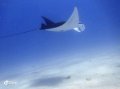Manta, Eastern Bommies, Muiron Islands