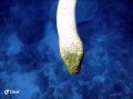 Curious sea snake, Muiron Islands