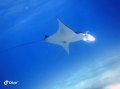 Manta, Eastern Bommies