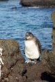 Penguin at Isabella