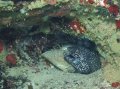 Spotted Moray Eel