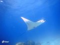 Manta, Eastern Bommies, Muiron Islands