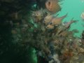Gareenup Wreck