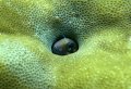 Coral Blenny