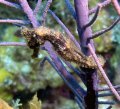 Longsnout Seahorse