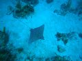 Spotted Eagle Ray
