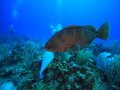 Grouper