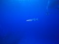 Baracuda