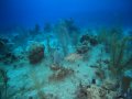 Hogfish