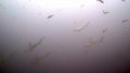 Hammerheads