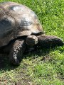 Tortoise giving side eye