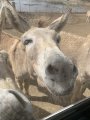 Donkey Sanctuary