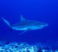 Galapagos shark