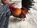 Klaus