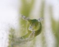 Antilles Oxynoe sap sucking slug