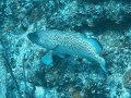 Red hind grouper.