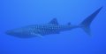 Whaleshark -Lanai 3 tank