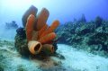 Tube Coral