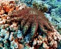 Crown of Thorns @Molokini