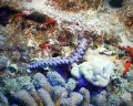 Blue Dragon Nudibranch