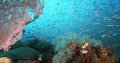 Misool - typical dive site
