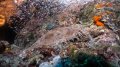 Misool - Wobbegong