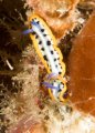 Nudibranchs