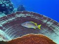 Snapper in a very large barrel sponge.