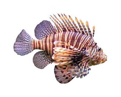 Curbing the Lionfish Invasion: A Futile Fight