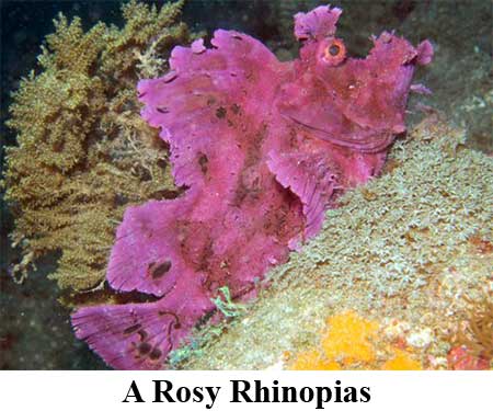 A Rosy Rhinopias