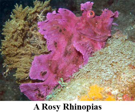 A Rosy Rhinopias