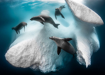 Underwater Photographer of the Year