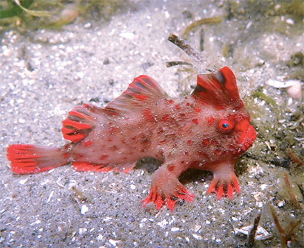 Red Handfish