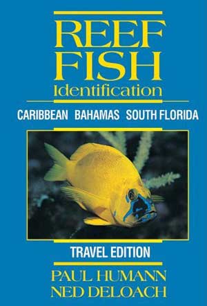 A New Travel-Friendly Fish ID Book for Caribbean Dive Trips
