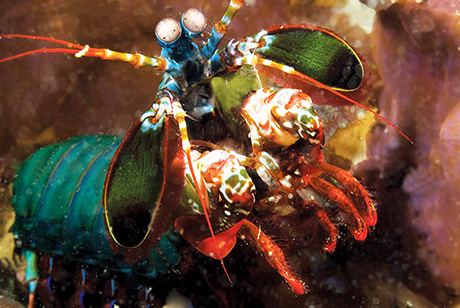 Mantis Shrimp