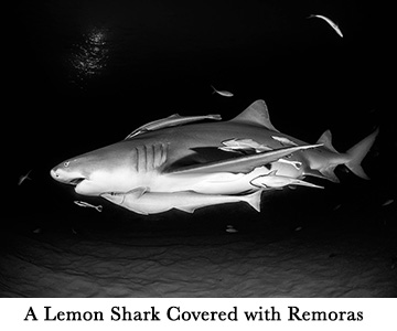 A Lemon Shark Covered with Remoras
